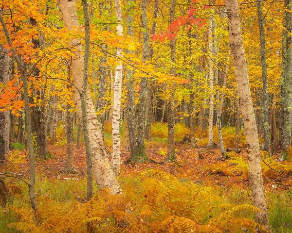 Jaynes Gallery 아티스트의 USA-Maine-Acadia National Park Autumn colors in forest작품입니다.